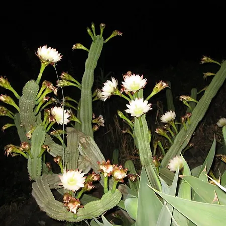Pomelia Apartmán Lipari (Isola Lipari)